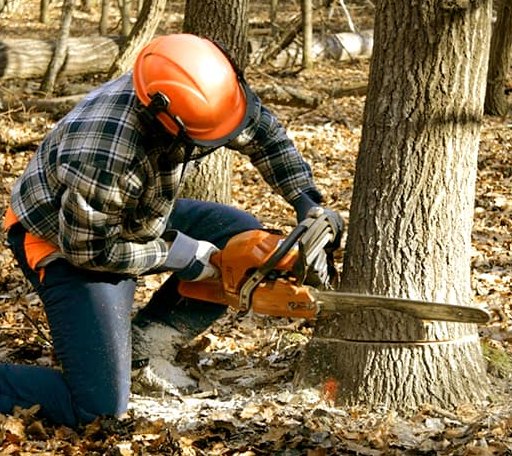 Tree Removal in Shevlin, MN
